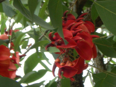 紅花串 紅花串