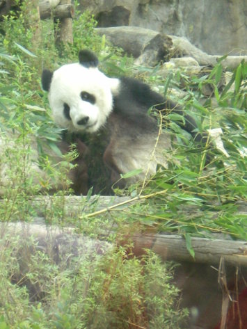 熊貓1 熊貓1