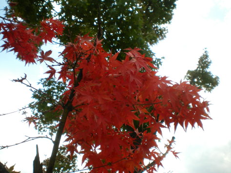 紅葉 紅葉