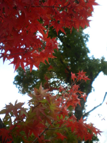 楓紅 楓紅