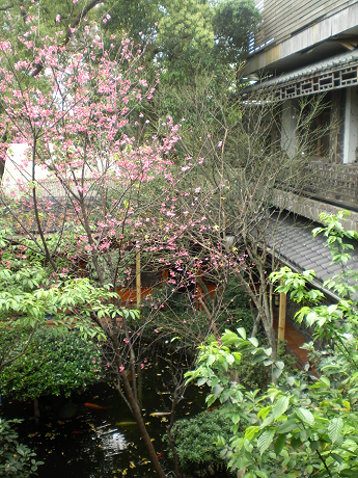 櫻花 櫻花