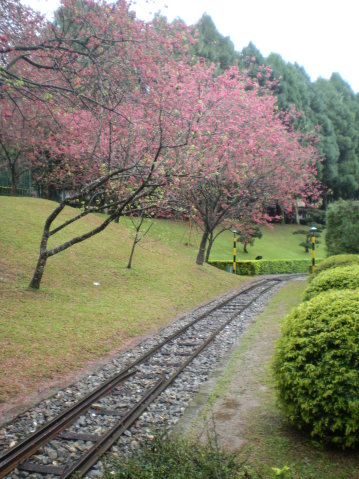 鐵道與花