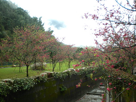 櫻花 櫻花