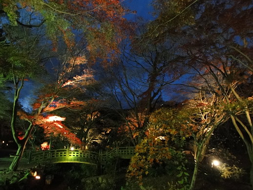 夜楓 夜楓