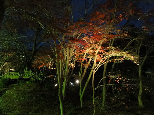 夜楓 夜楓