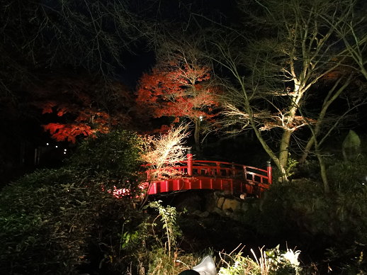 夜楓 夜楓