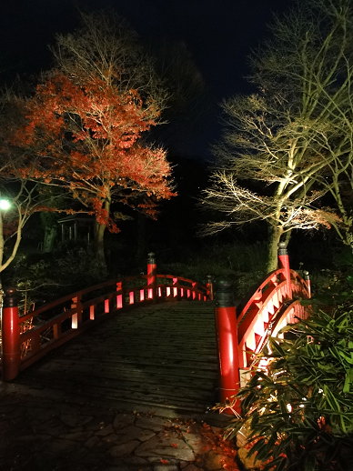 夜楓 夜楓