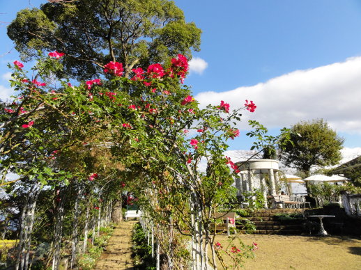 花蓬 花蓬