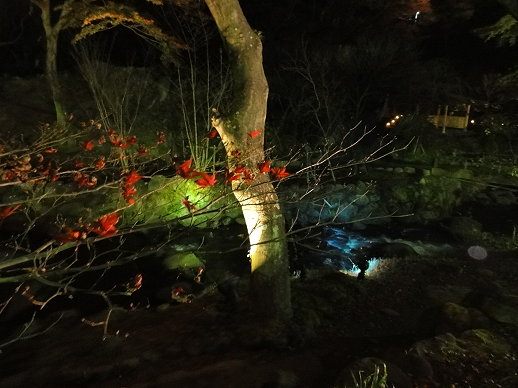 夜楓 夜楓