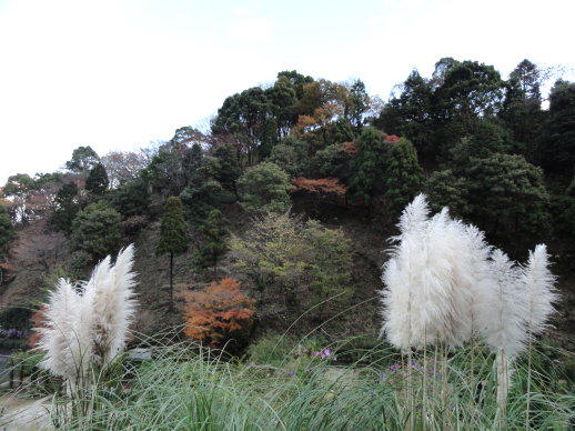 蘆葦 蘆葦