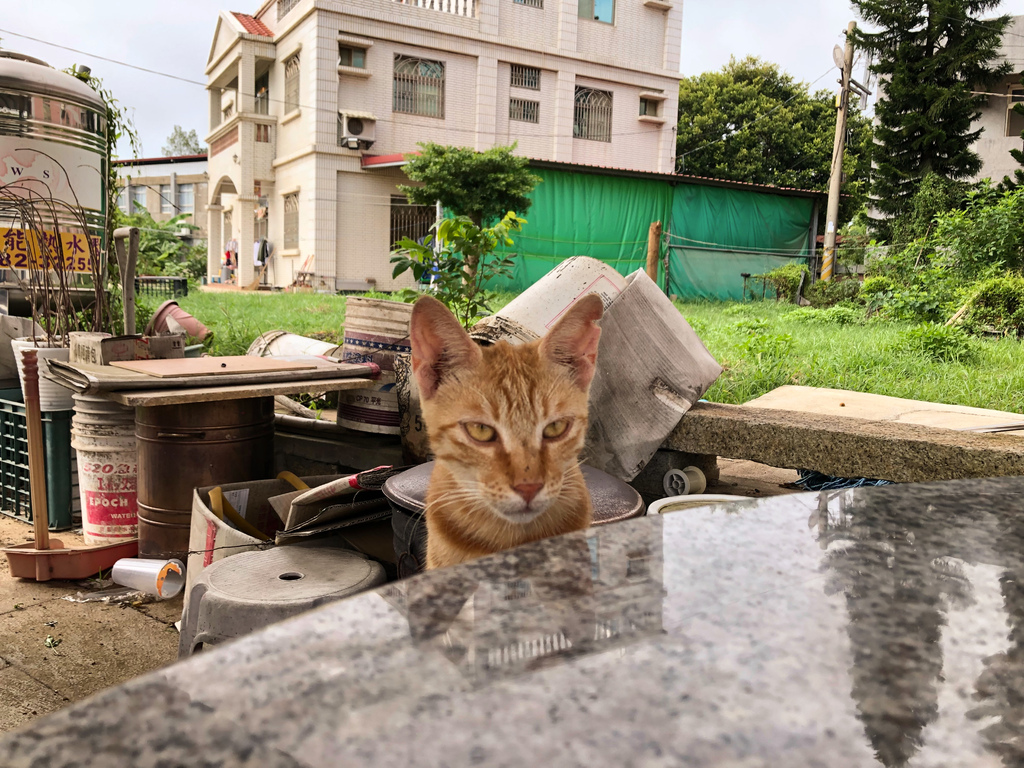 新大同飲食2.jpg