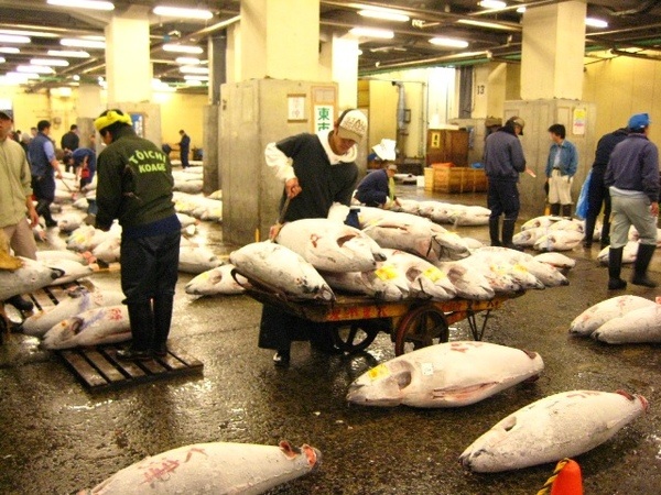 鮪魚拍賣現場