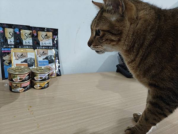 Sheba®希寶【鮮肉慕斯主食罐】開箱 成貓飼料推薦 貓咪濕