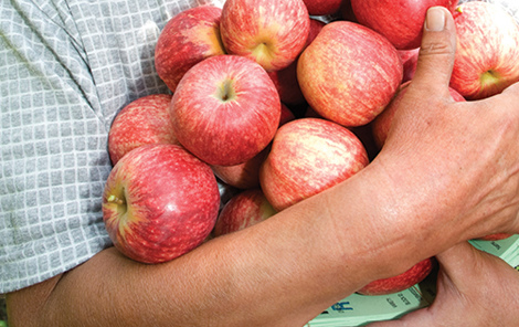 OANZ_apples_470 OANZ_apples_470