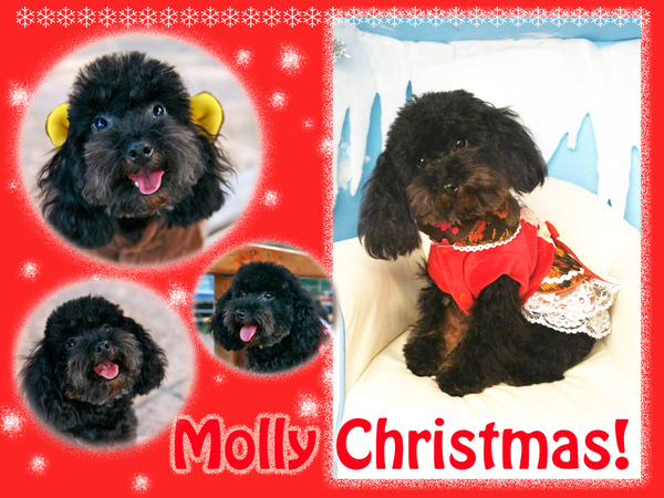 Molly Christmas 2009-1.jpg