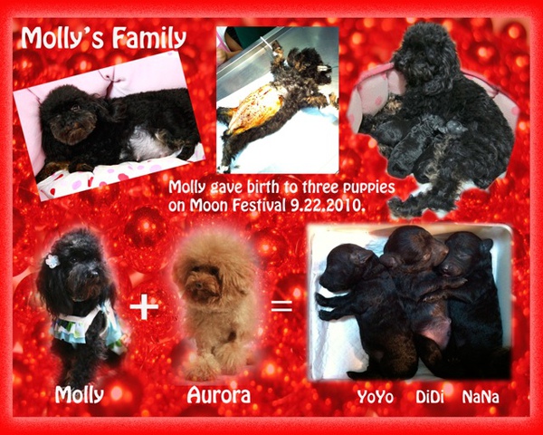 2010 04 Molly Christmas.jpg