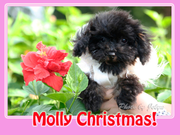 Molly Christmas-1.jpg