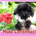 Molly Christmas-1.jpg