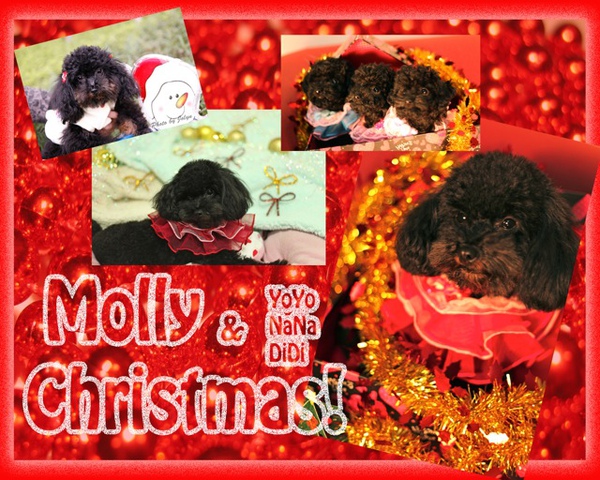 2010 01 Molly Christmas.jpg