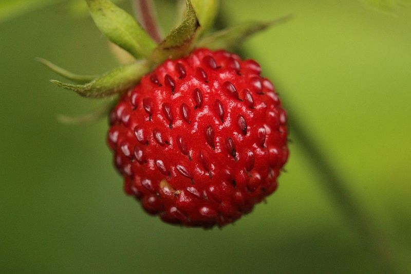 Wild_Strawberry_-_Fragaria_vesca_(27624953713).jpg