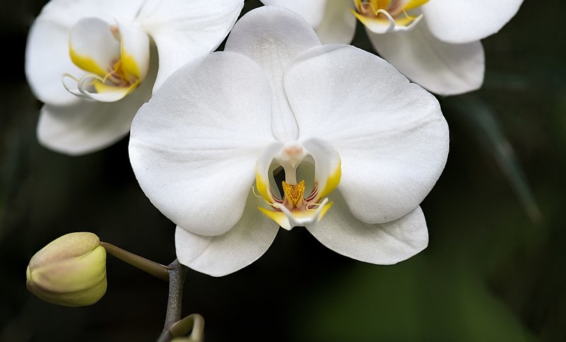 800px-White_Orchid_1_NBG.jpg