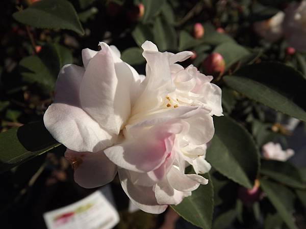 DSCF0321.JPG