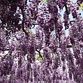 不同品種的紫藤