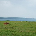 草原上悠閒的牛牛