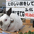 10/12 函館 金森倉庫群 摸了會幸運的大兔子