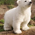 Knut