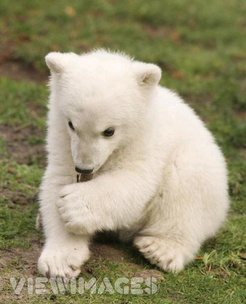 Knut