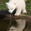 Knut