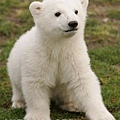 Knut