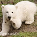 Knut