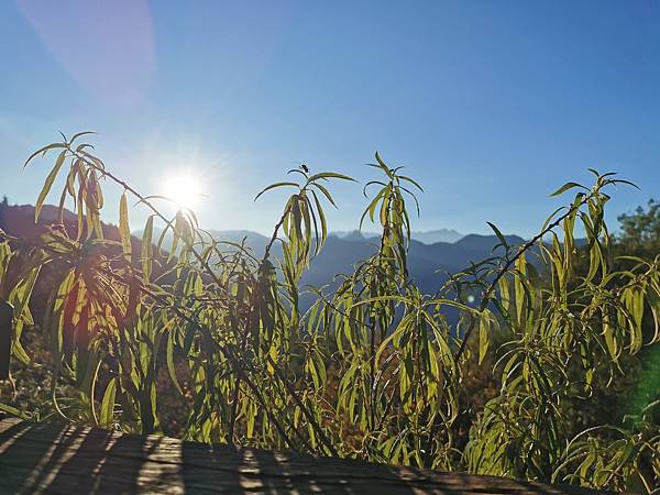 [遊] 苗栗-觀霧山莊-雲海.森林.神木