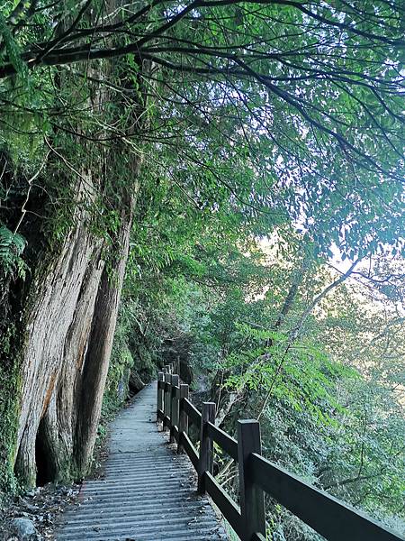 [遊] 苗栗-觀霧山莊-雲海.森林.神木