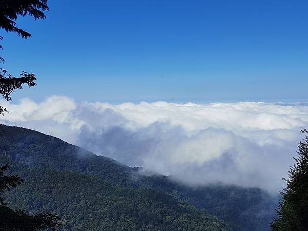 [遊] 苗栗-觀霧山莊-雲海.森林.神木