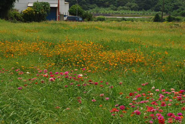 20070714 淡水花海節