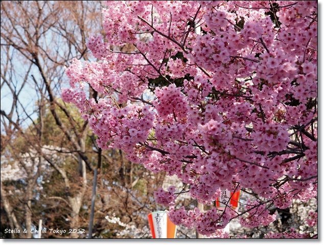 花見 在上野恩賜公園 Stella 生活留影 痞客邦