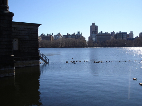 Ducks in the Reservoire