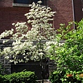 plants in SOHO