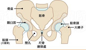 髖關節組成.jpg 髖關節組成.jpg