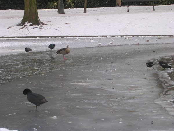 冰面上的鴨雁
