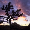 Joshua Tree -1a.jpg