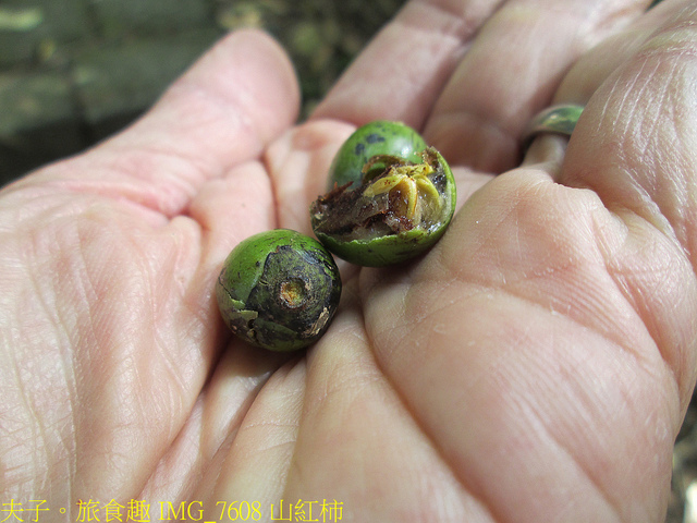 淡蘭古道北路 金字碑古道 遺跡探訪 印證歷史 IMG_7608 山紅柿.jpg - 金字碑 20220920