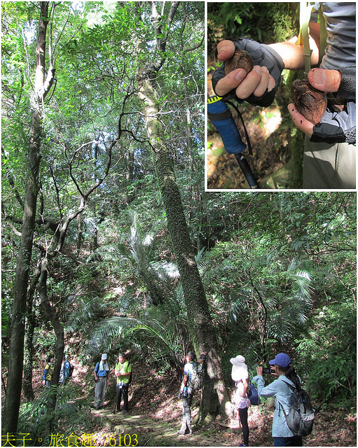 淡蘭古道北路 金字碑古道 遺跡探訪 印證歷史 76103.jpg - 金字碑 20220920