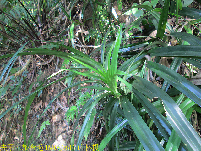淡蘭古道北路 金字碑古道 遺跡探訪 印證歷史 IMG_7616 山林投.jpg - 金字碑 20220920