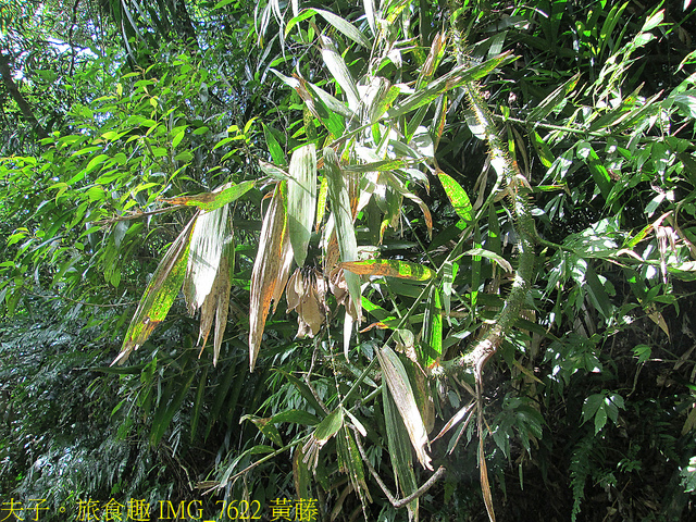 淡蘭古道北路 金字碑古道 遺跡探訪 印證歷史 IMG_7622 黃藤.jpg - 金字碑 20220920