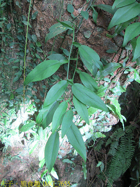 淡蘭古道北路 金字碑古道 遺跡探訪 印證歷史 IMG_7655.jpg - 金字碑 20220920