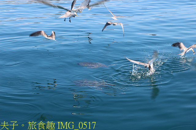 IMG_0517.jpg - 澎湖白灣坑休閒魚場 20220727